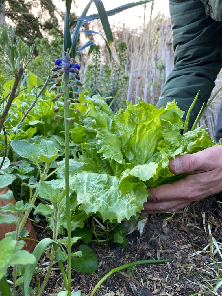 Salade verte