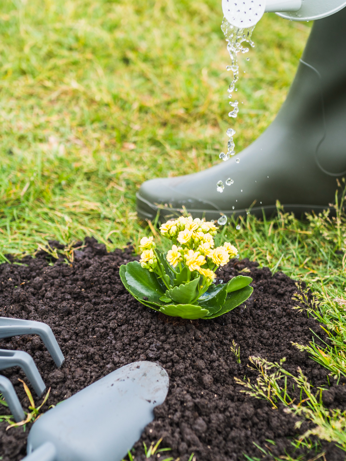 plante jaune qui se fait arroser