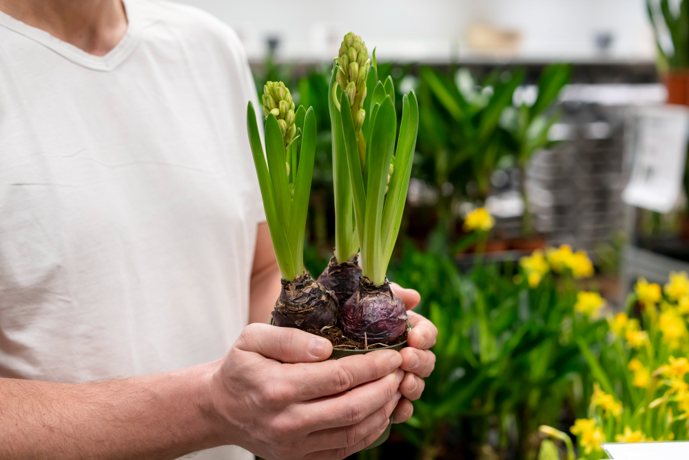 homme tenant une plante verte