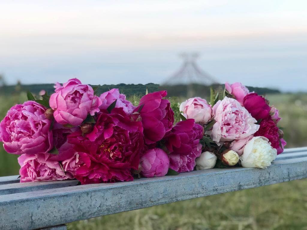 Pivoine rouge, rose et blanche