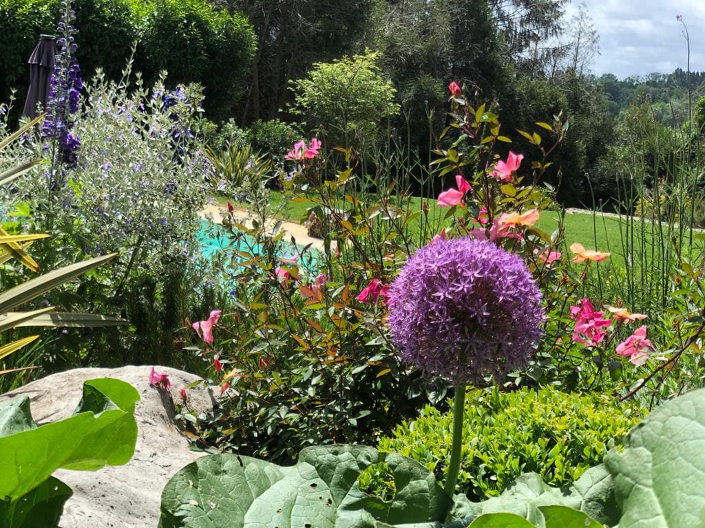 Ensemble de fleurs devant piscine