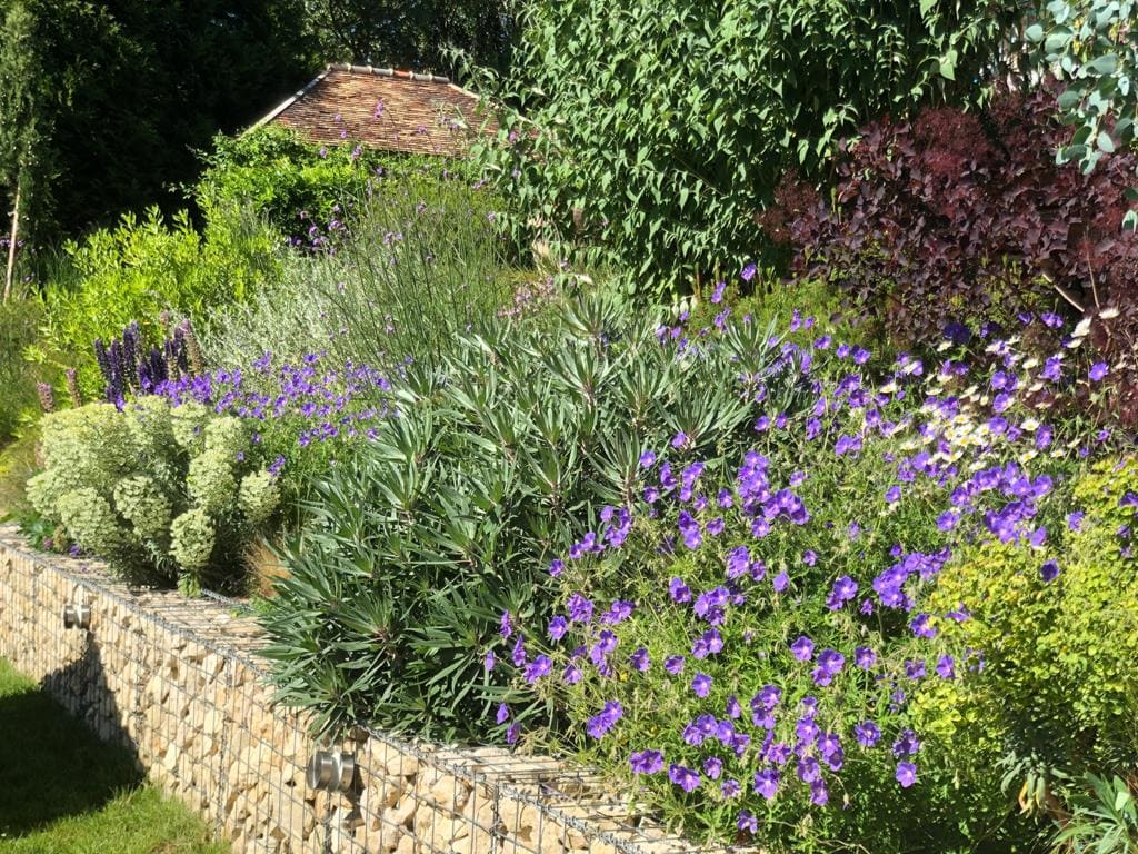 Ensemble de fleurs et plantes