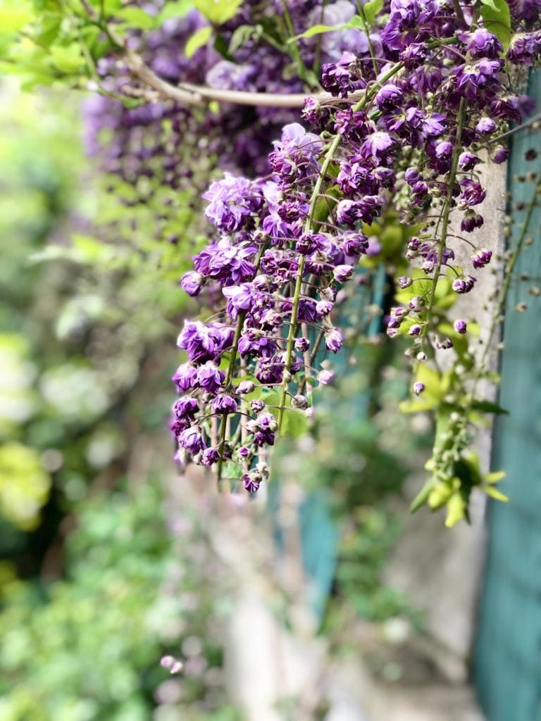 Fleurs violettes 11