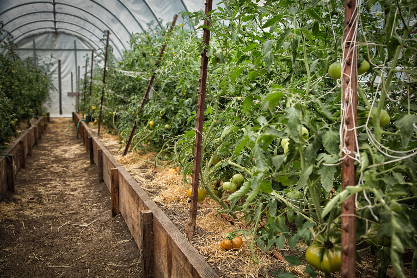 Serre potager