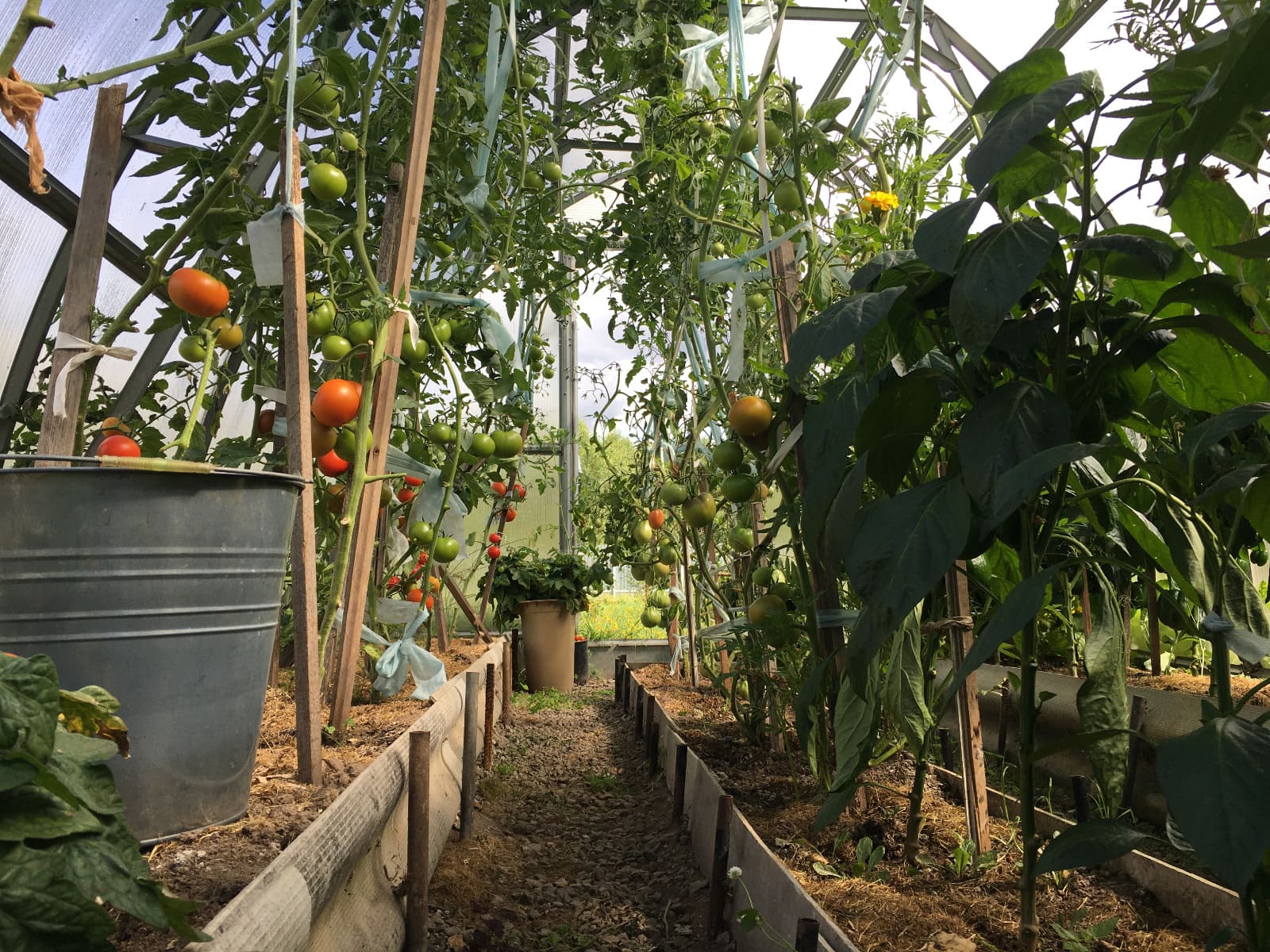 potager dans une serre