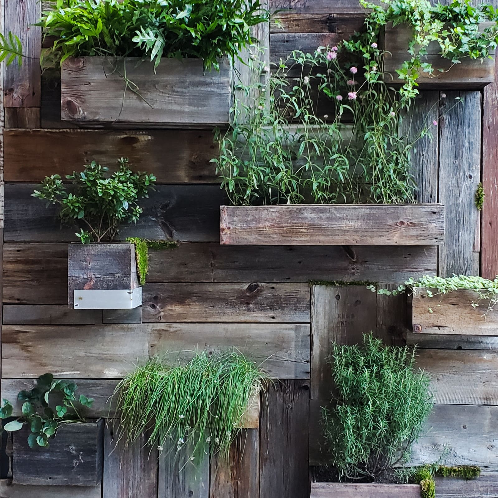 plantes sur un mur en bois