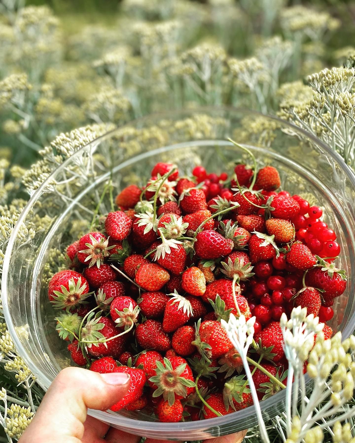 Bol de fraises